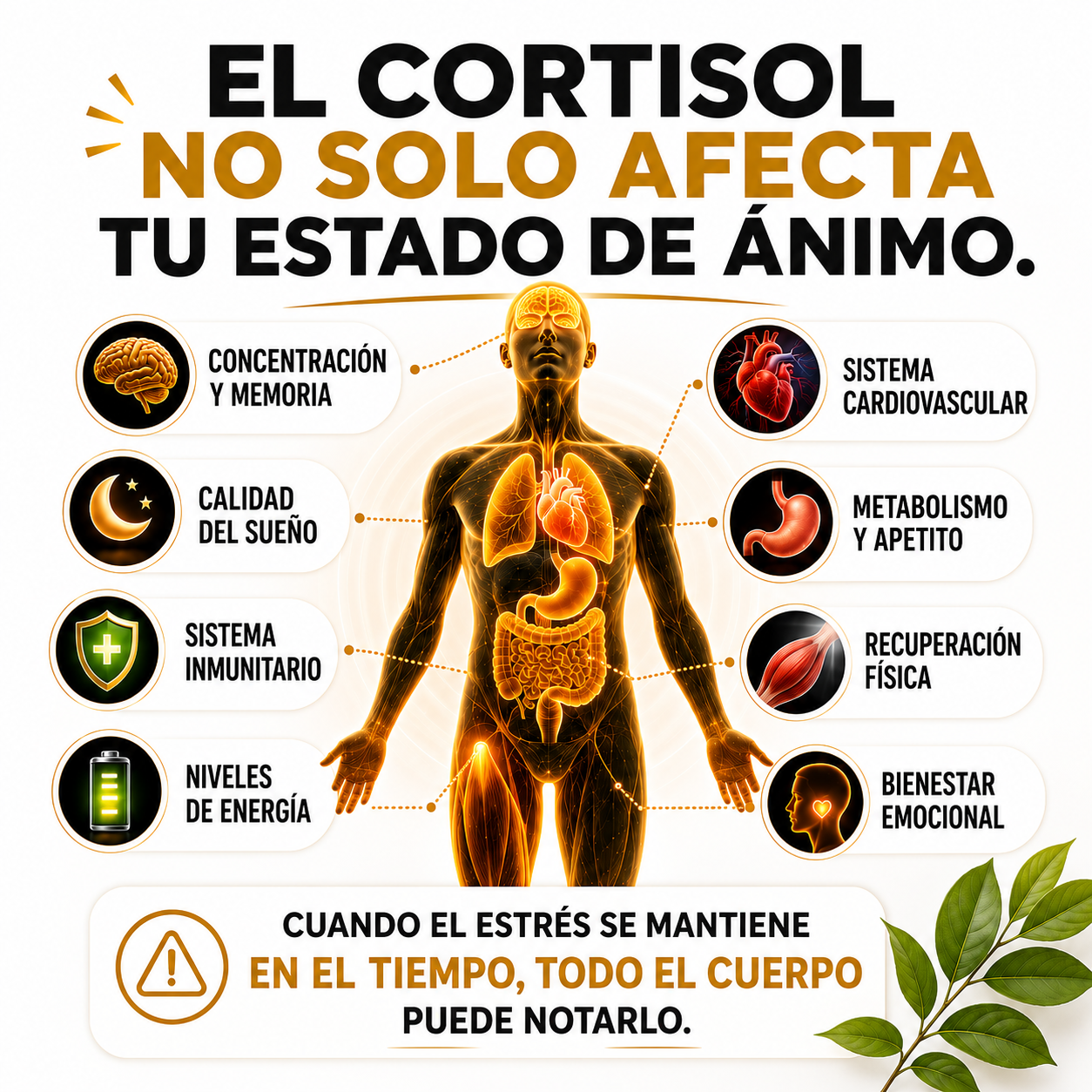Corti-Health™ 13 en 1 MÁS CALMA. MENOS CORTISOL.